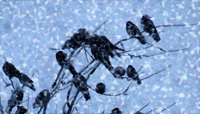 Birds in snow